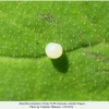 zerynthia caucasica ovum1